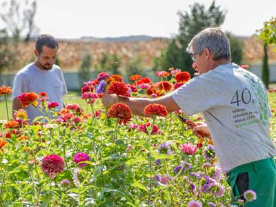 recrutement-chef-equipe-valente Deux collaborateurs de l'entreprise Valente réalisant l'entretien d'un jardin.